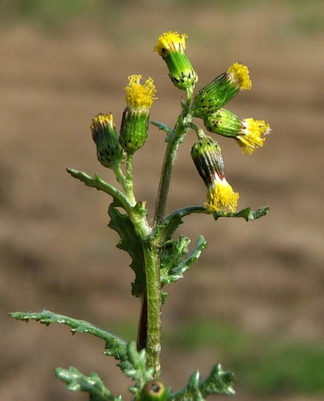 Közönséges aggófű - Senecio vulgaris, Senecio vulgaris, etnobotanika
